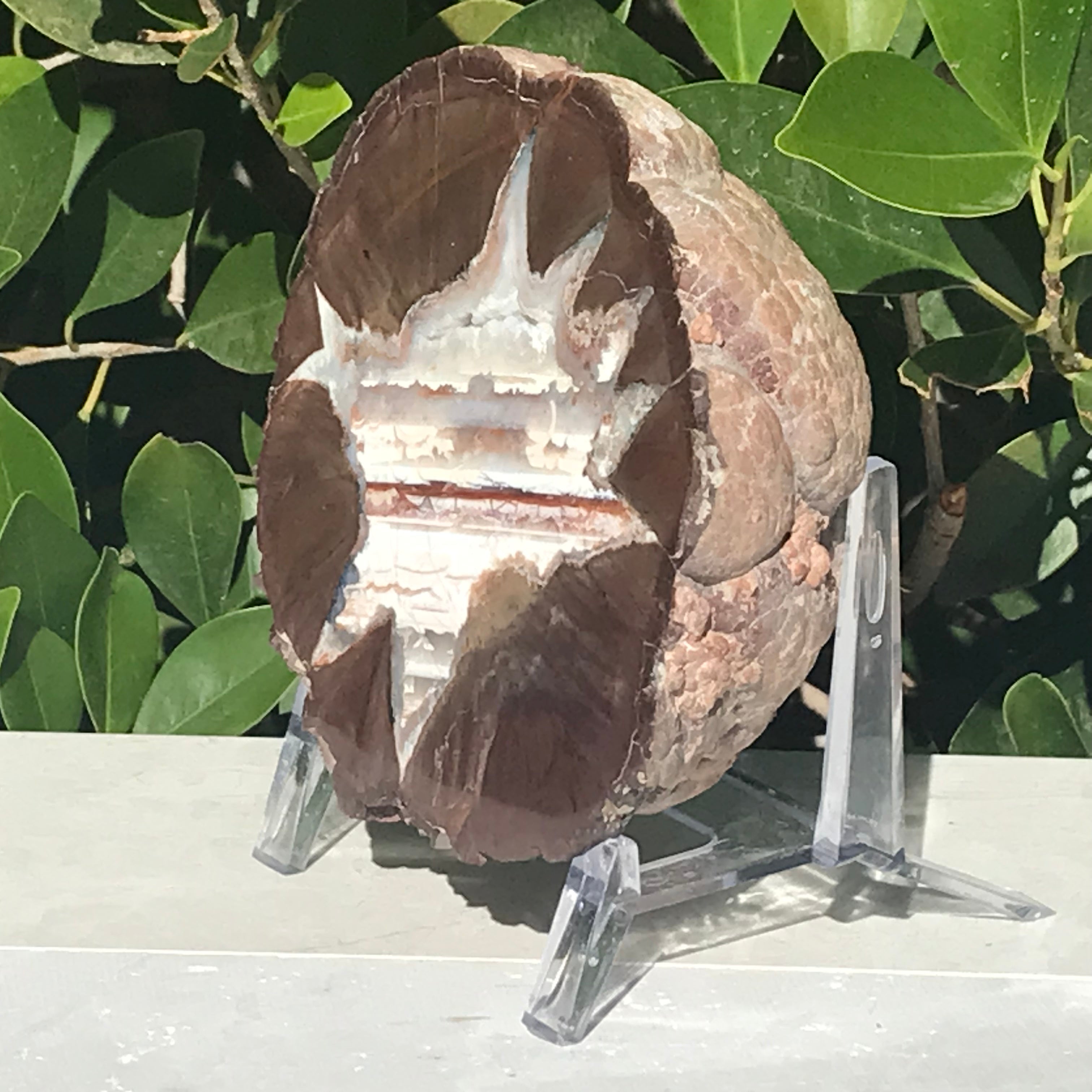 Star Insert Thunder Egg