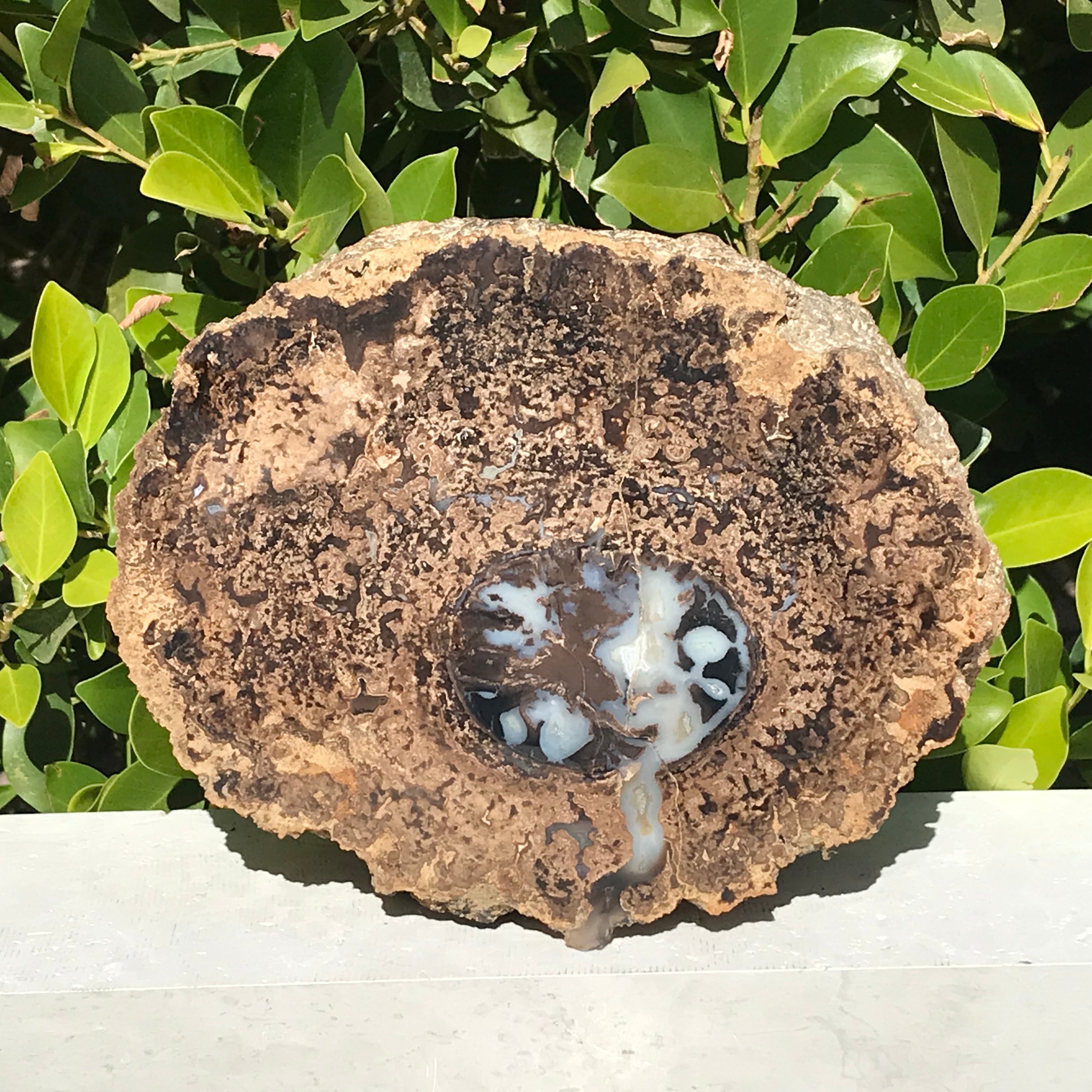Petrified Blue Forest Limb