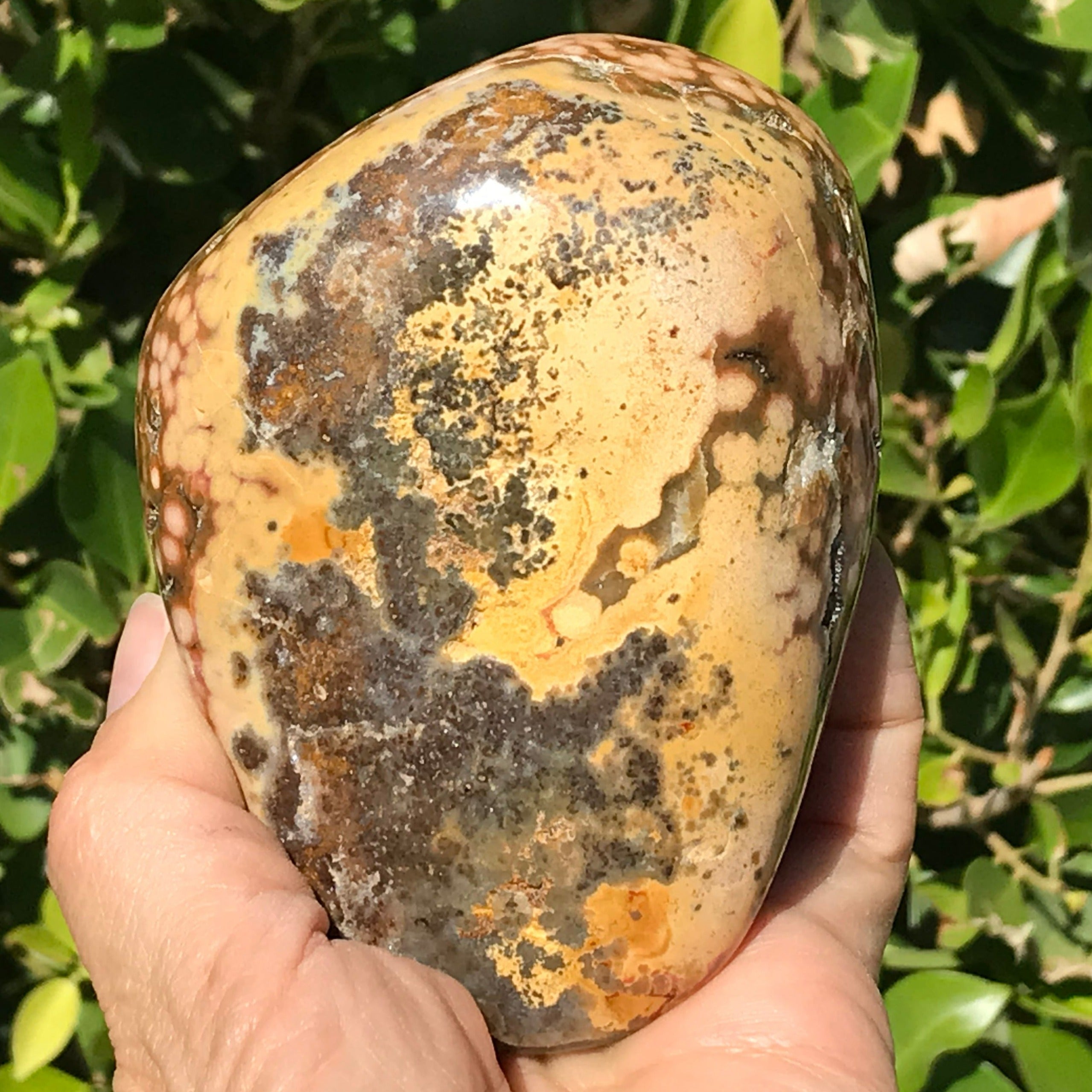 Ocean Jasper Nodule