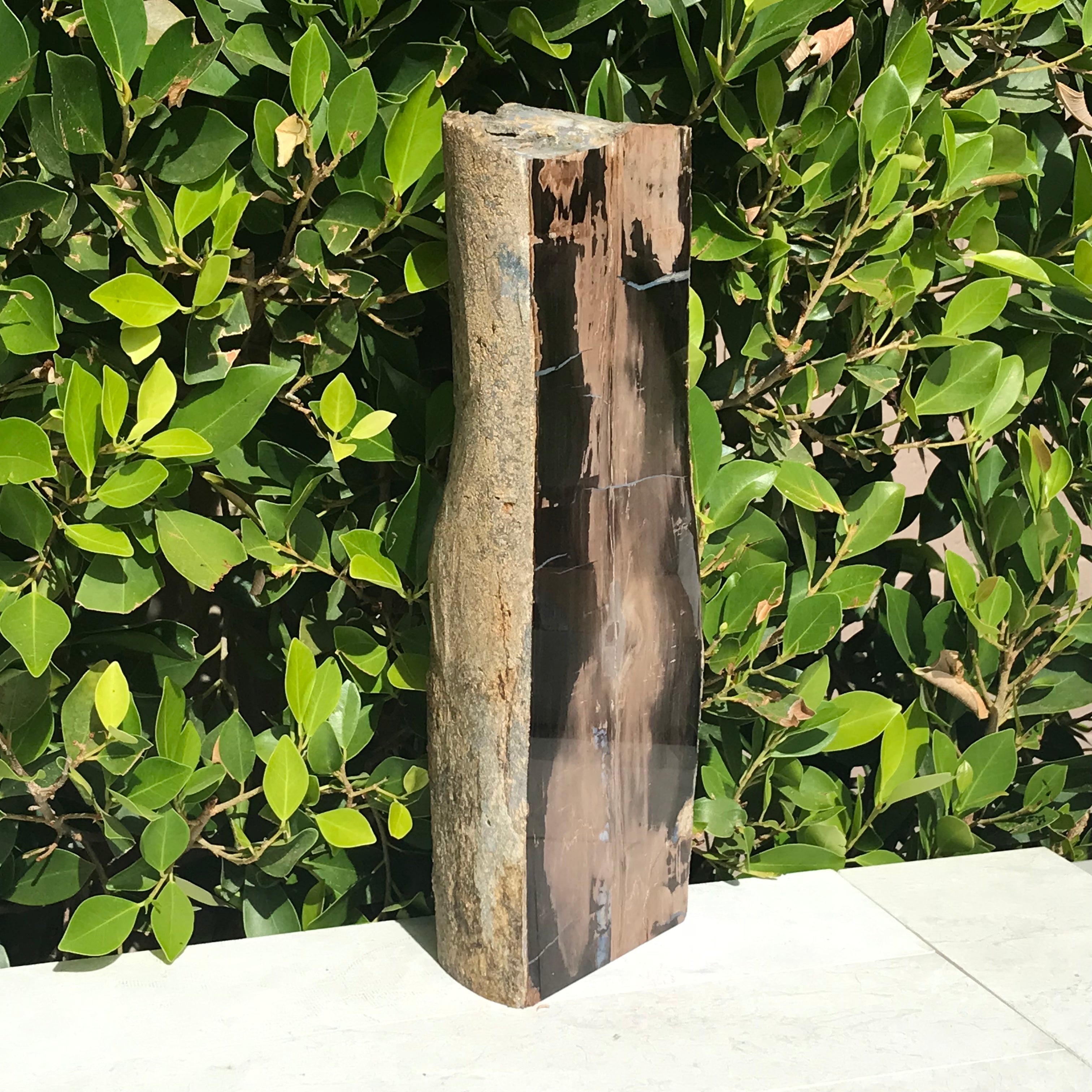 Half Round Blue Forest Petrified Wood Tree Limb