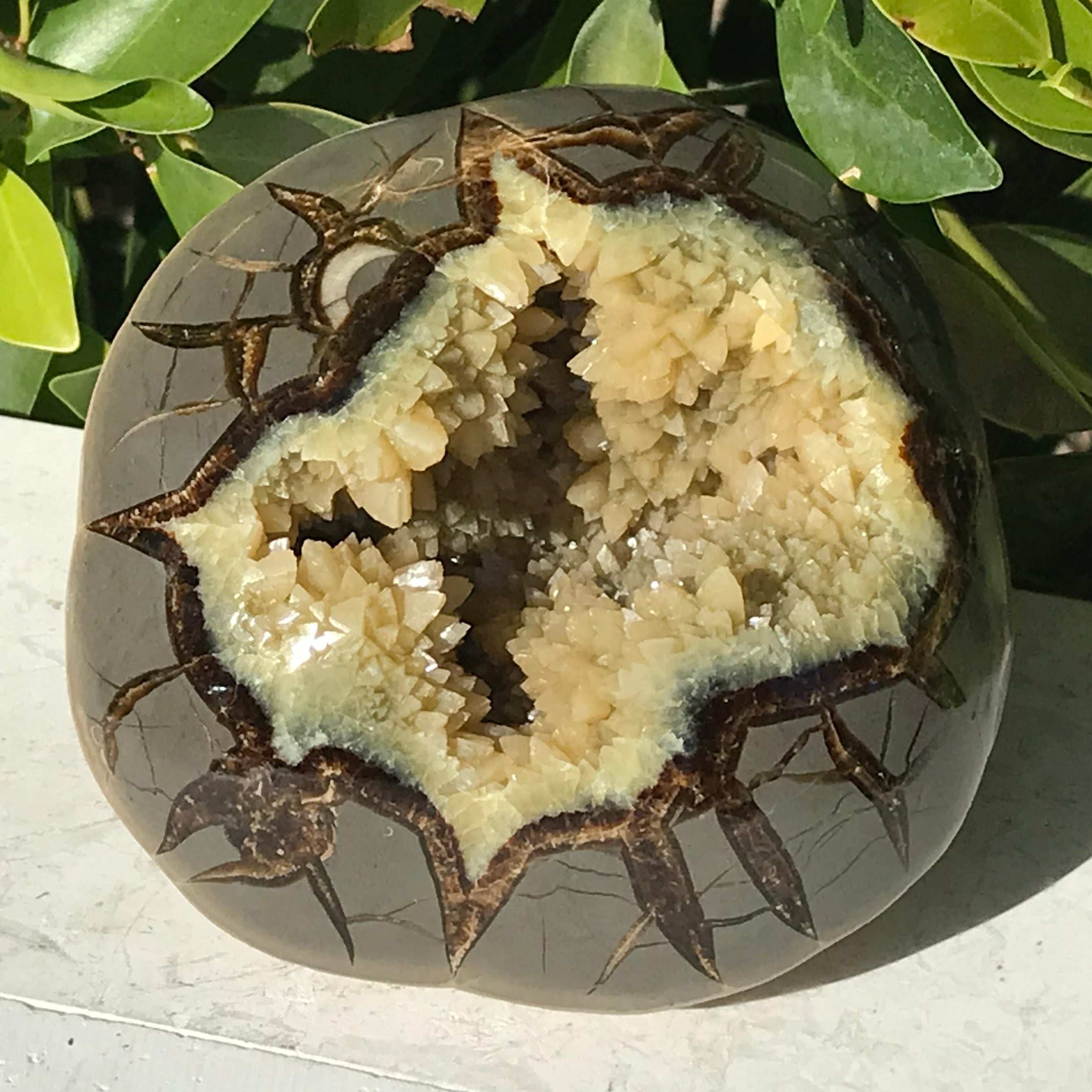 Crystal Filled Septarian Geode