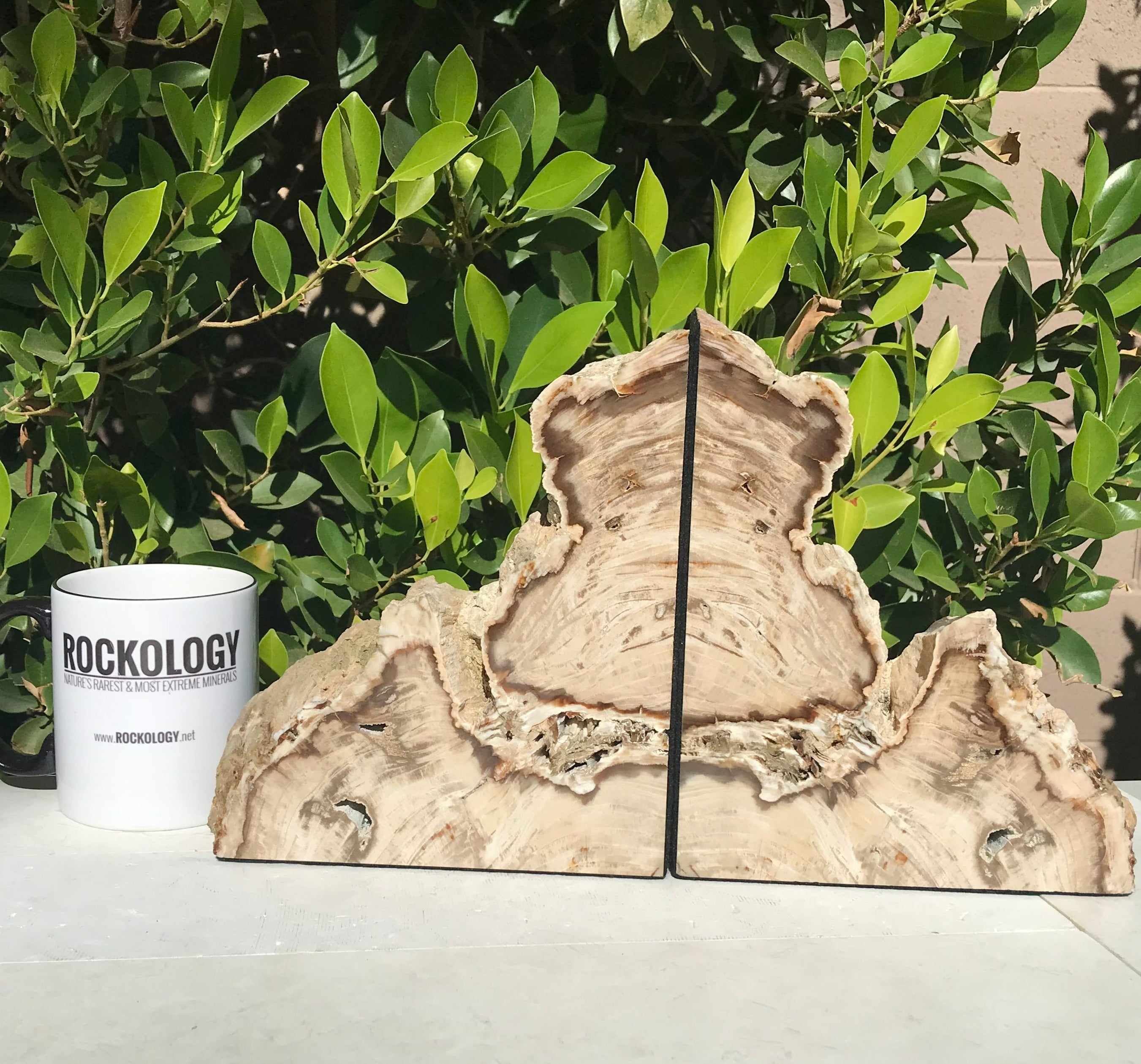 Petrified Cypress Wood Bookends