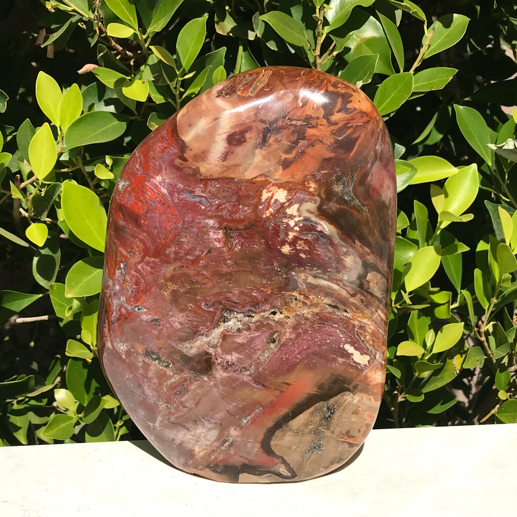 Polished Petrified Wood Nodule