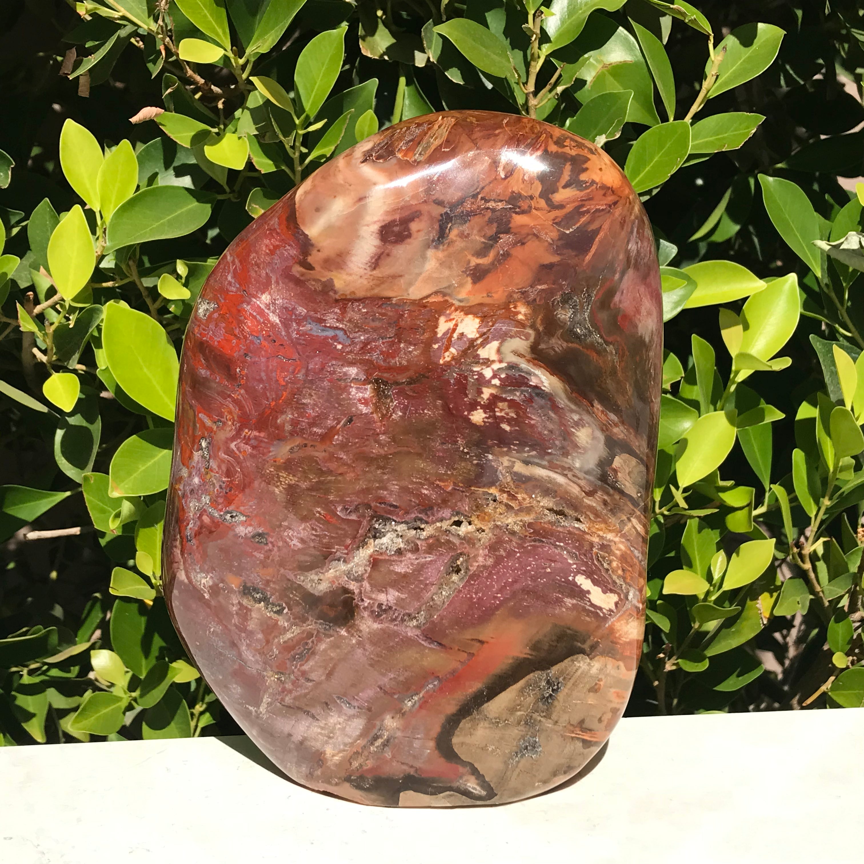 Polished Petrified Wood Nodule