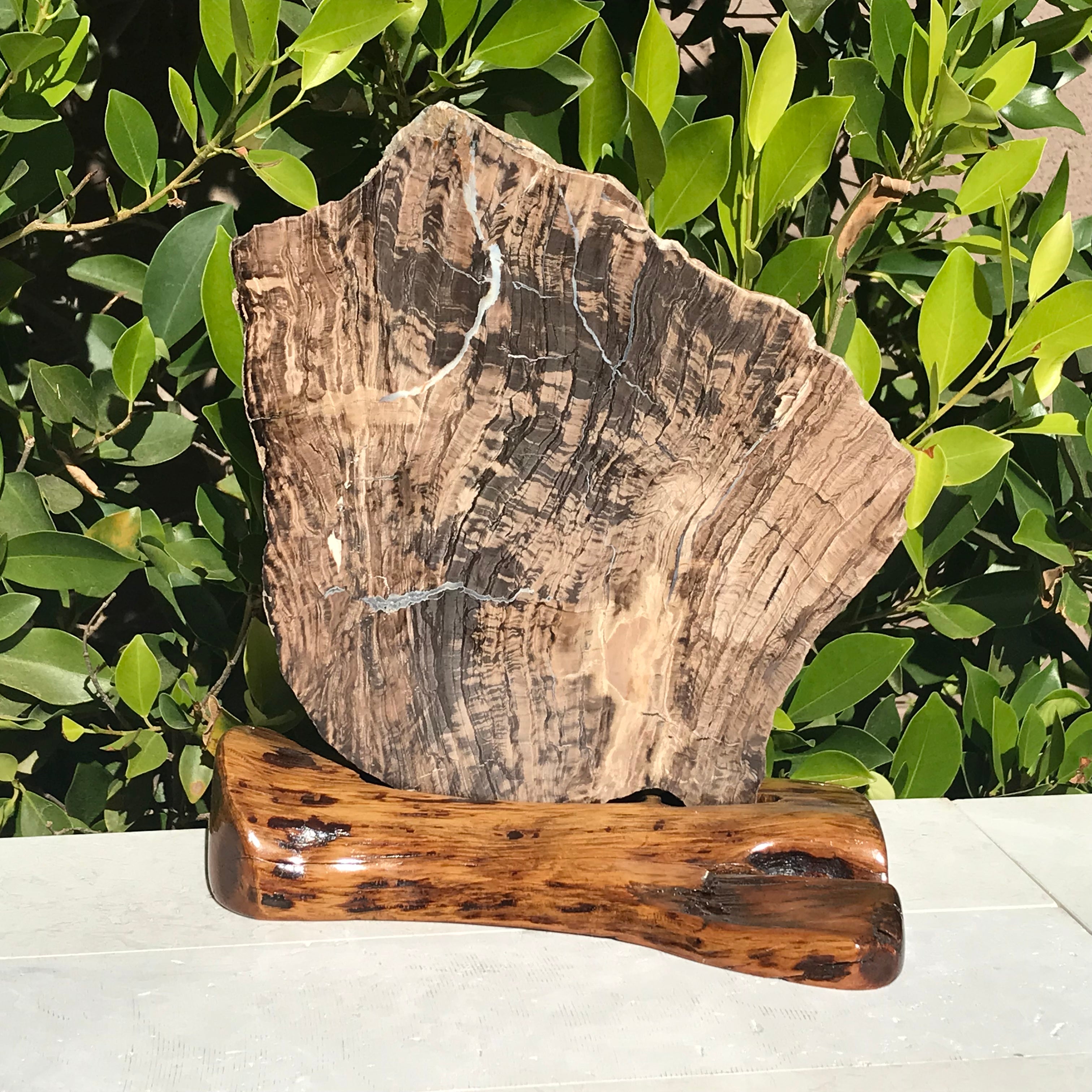Petrified Wood Slab