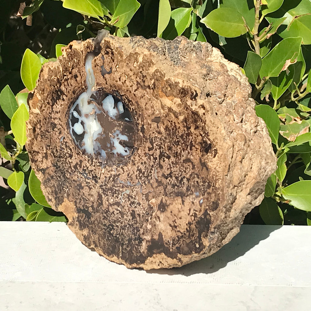 Petrified Blue Forest Limb