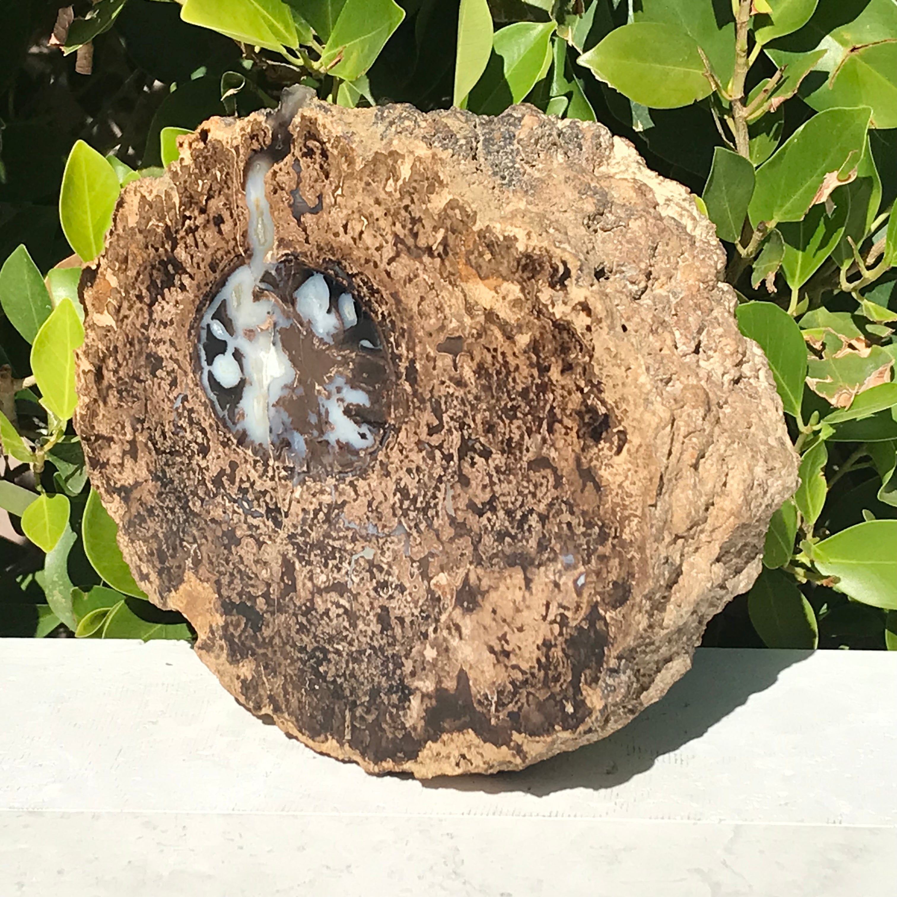 Petrified Blue Forest Limb