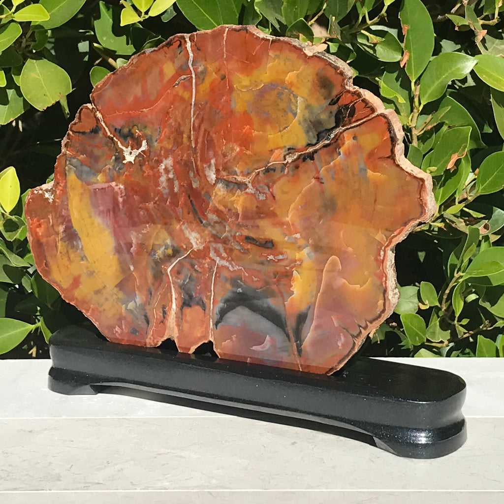 Arizona Rainbow Petrified Wood Slab