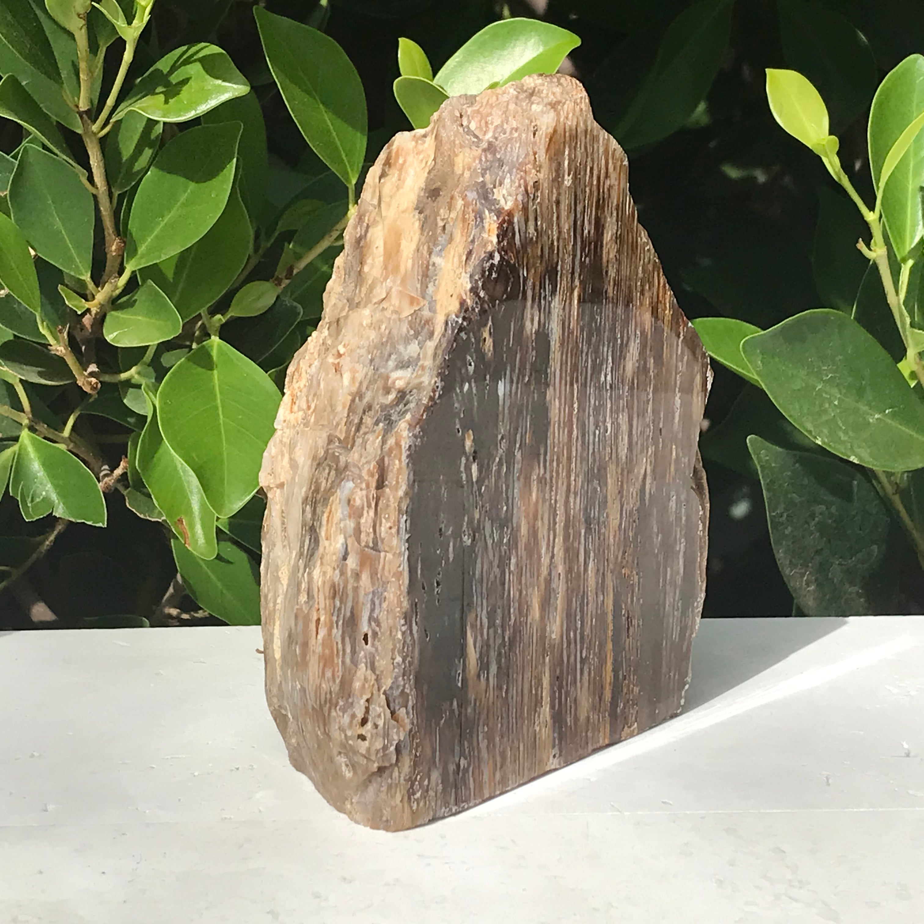 Elko Striated Petrified Wood