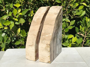 Petrified Elm Wood Bookends