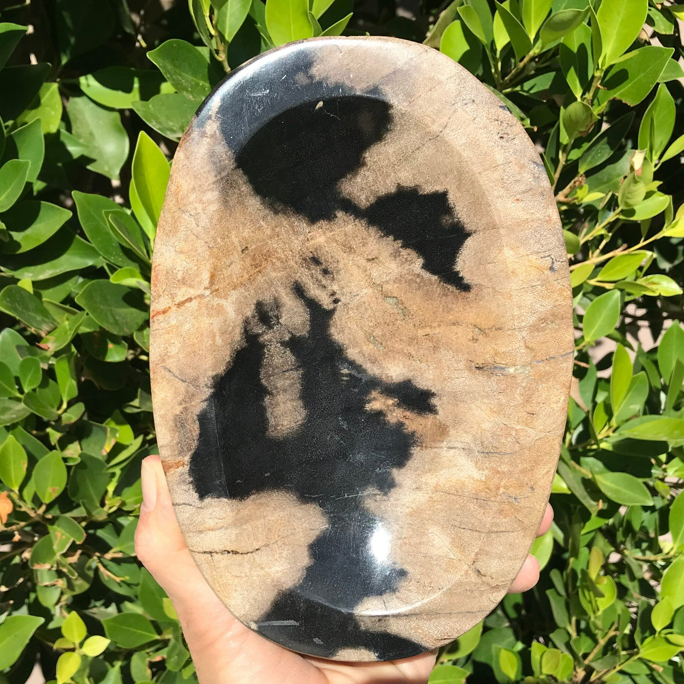 Polished Petrified Wood Bowl