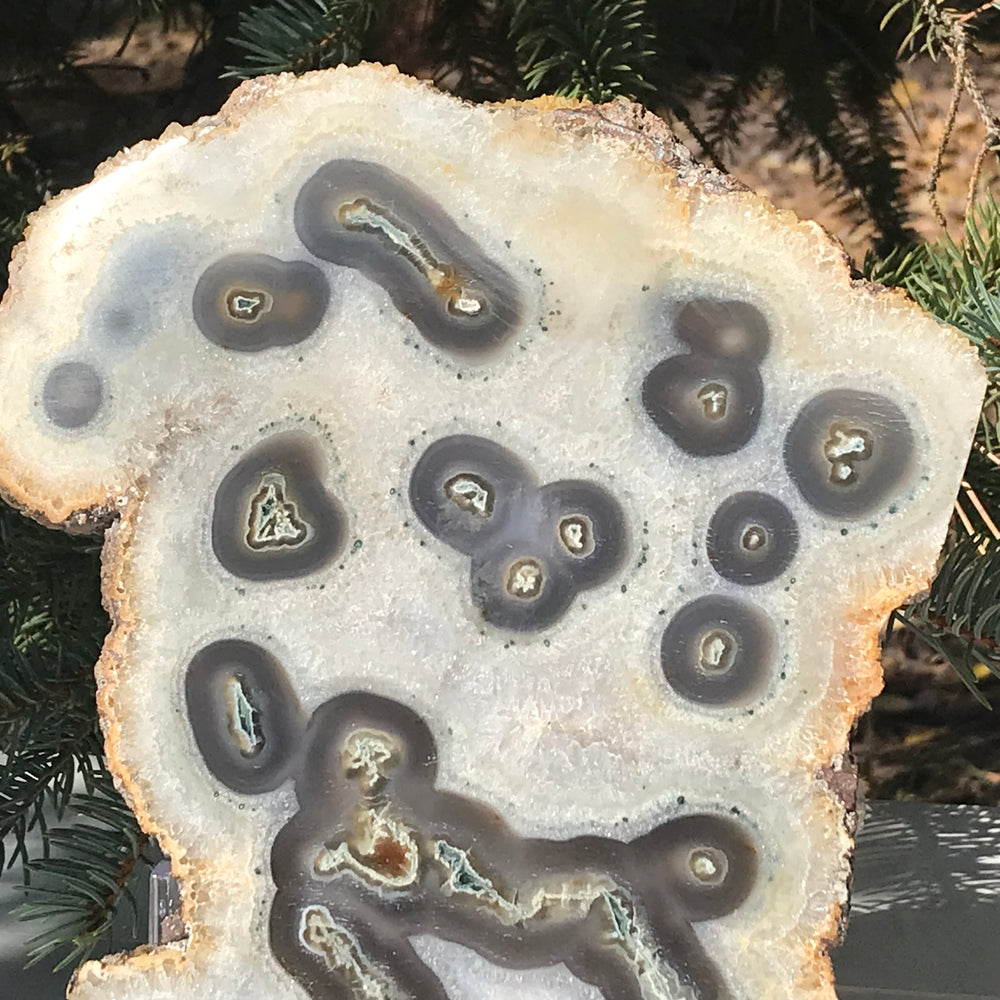 Multitude of Eyes Agate Slice