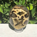 Polished Septanian Nodule