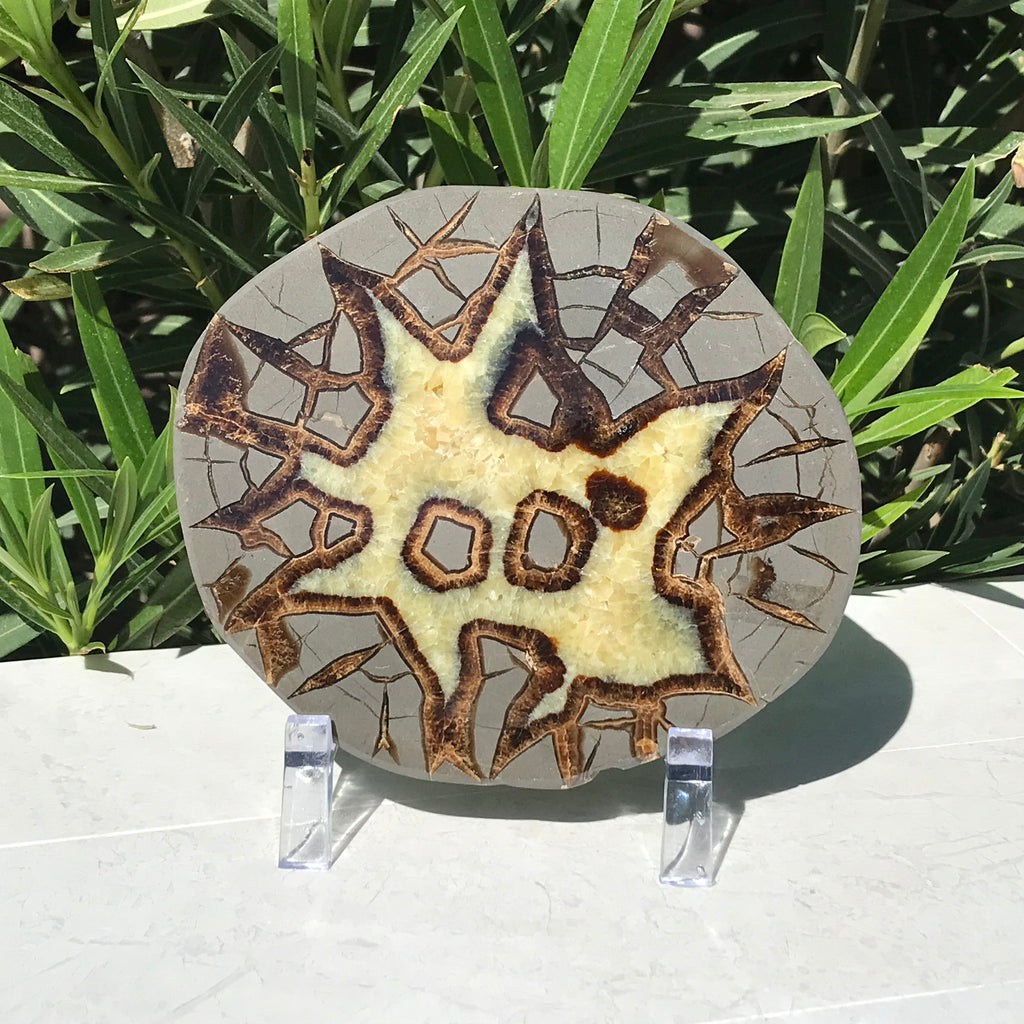 Here's Looking At You Septarian Slab