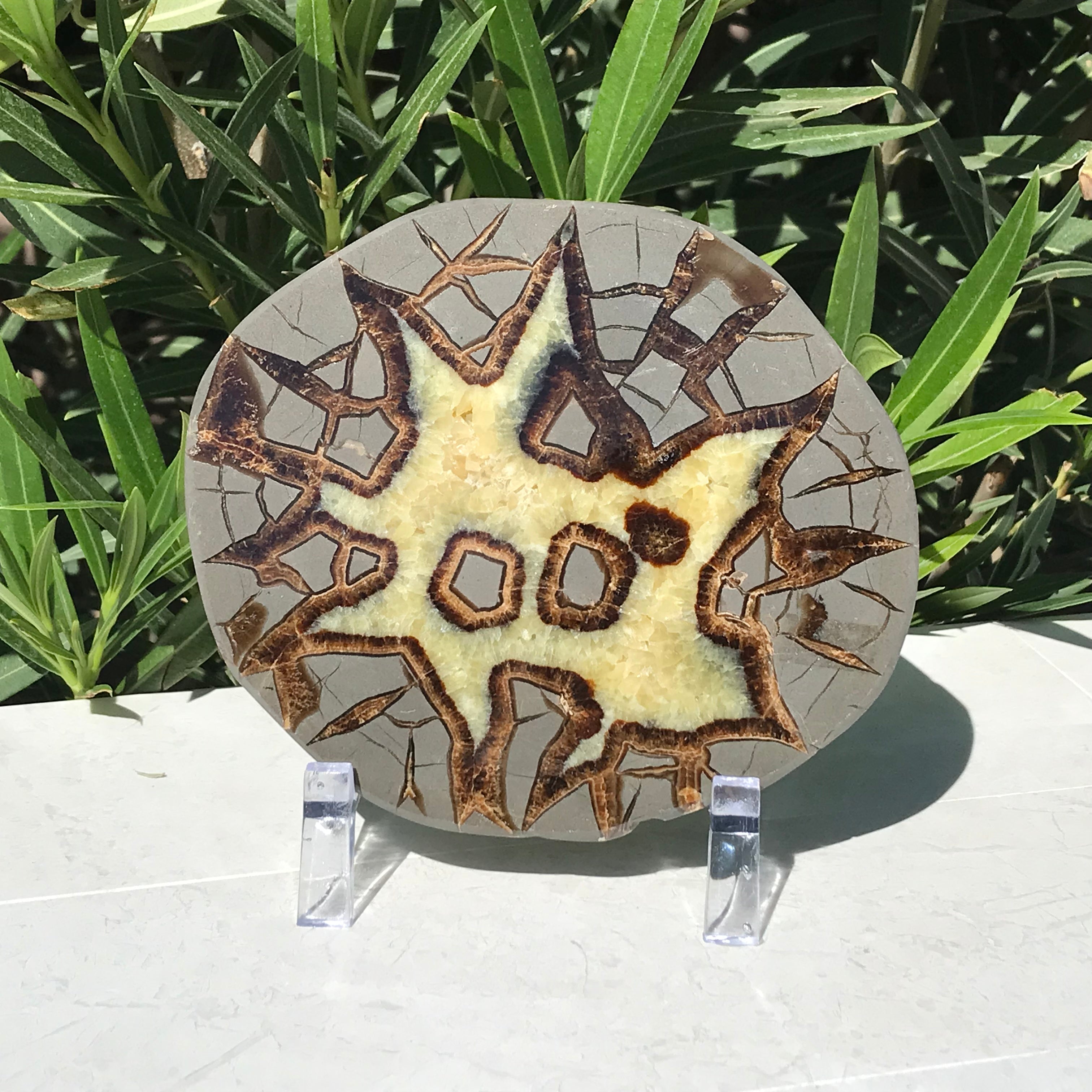 Here's Looking At You Septarian Slab