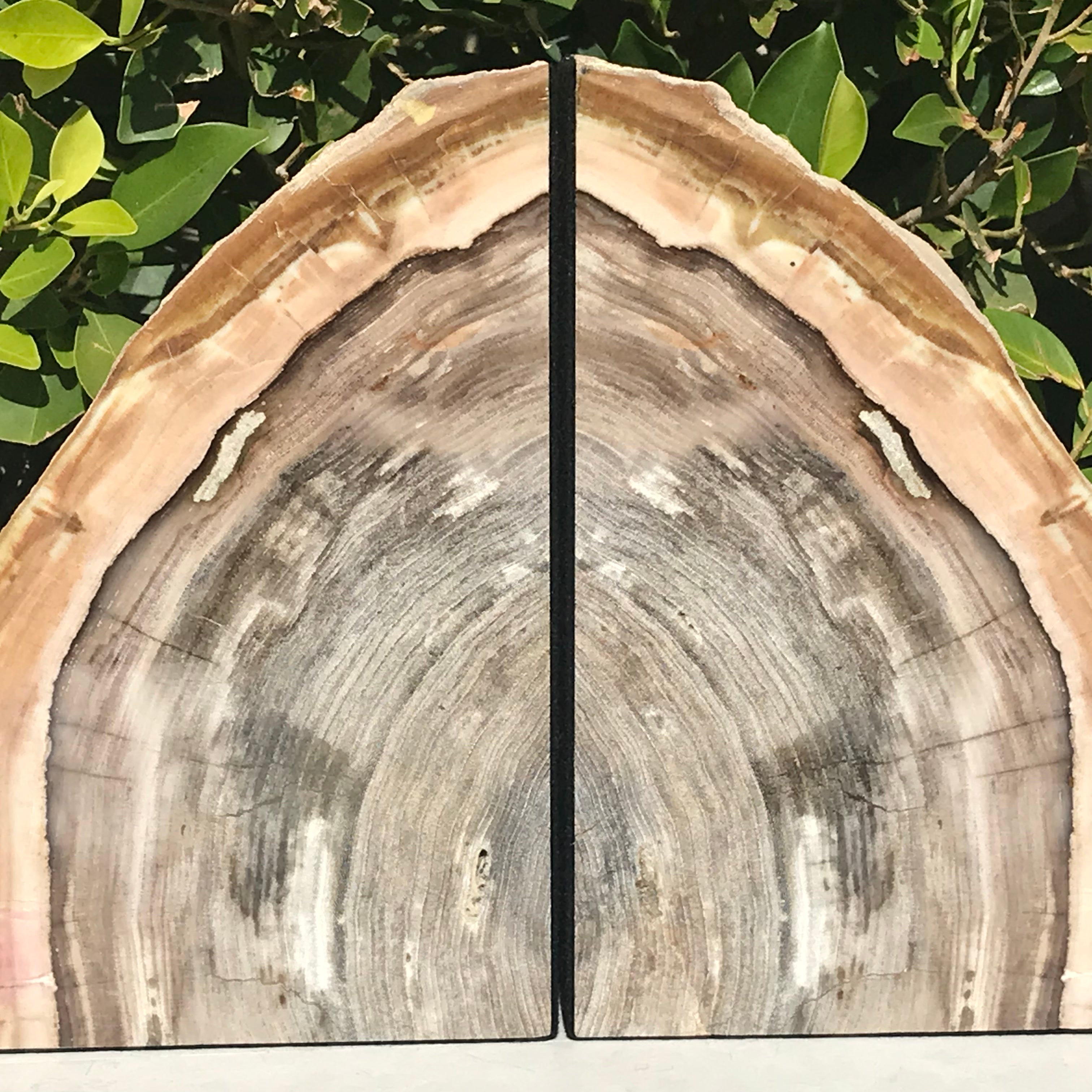 Petrified Elm Wood Bookends
