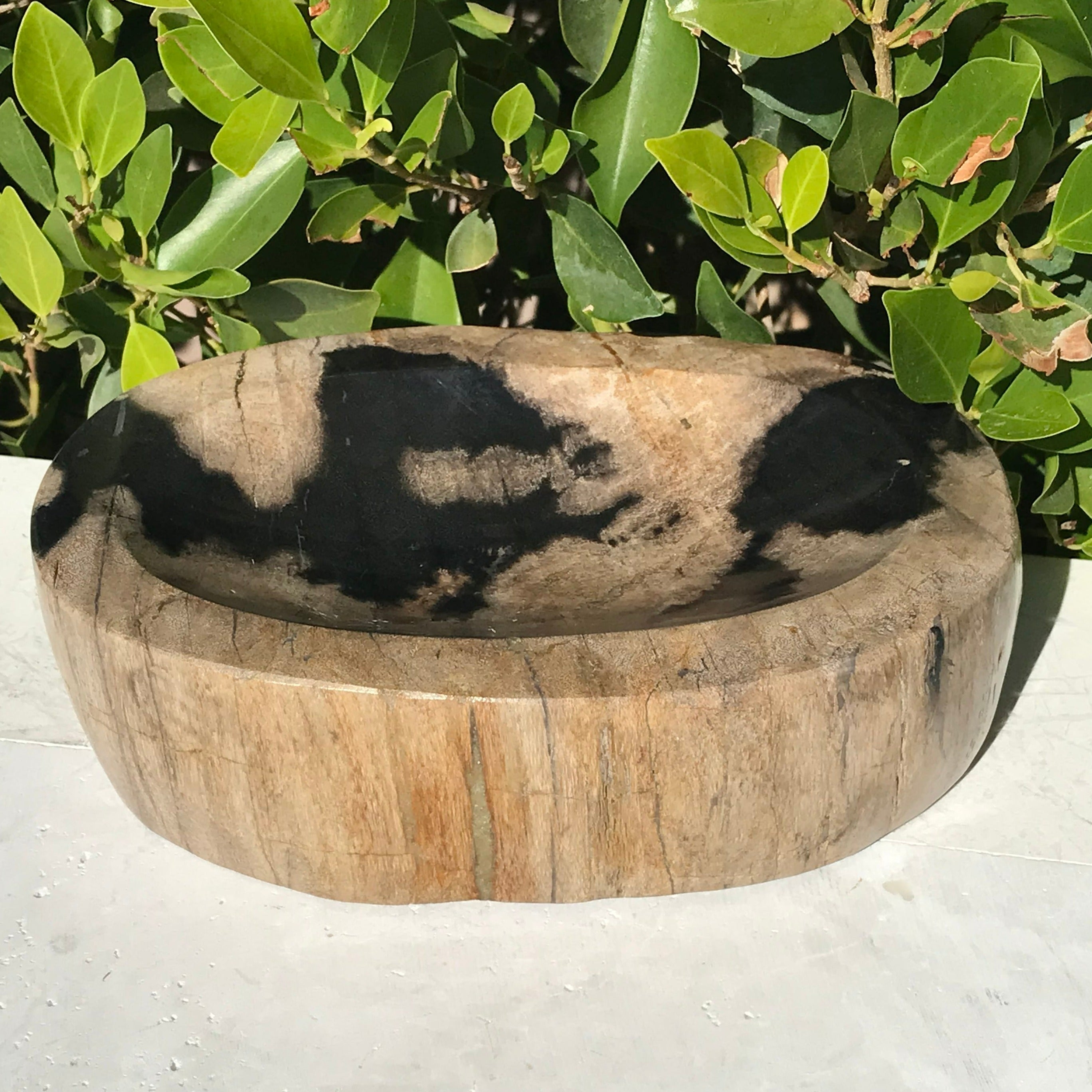 Polished Petrified Wood Bowl