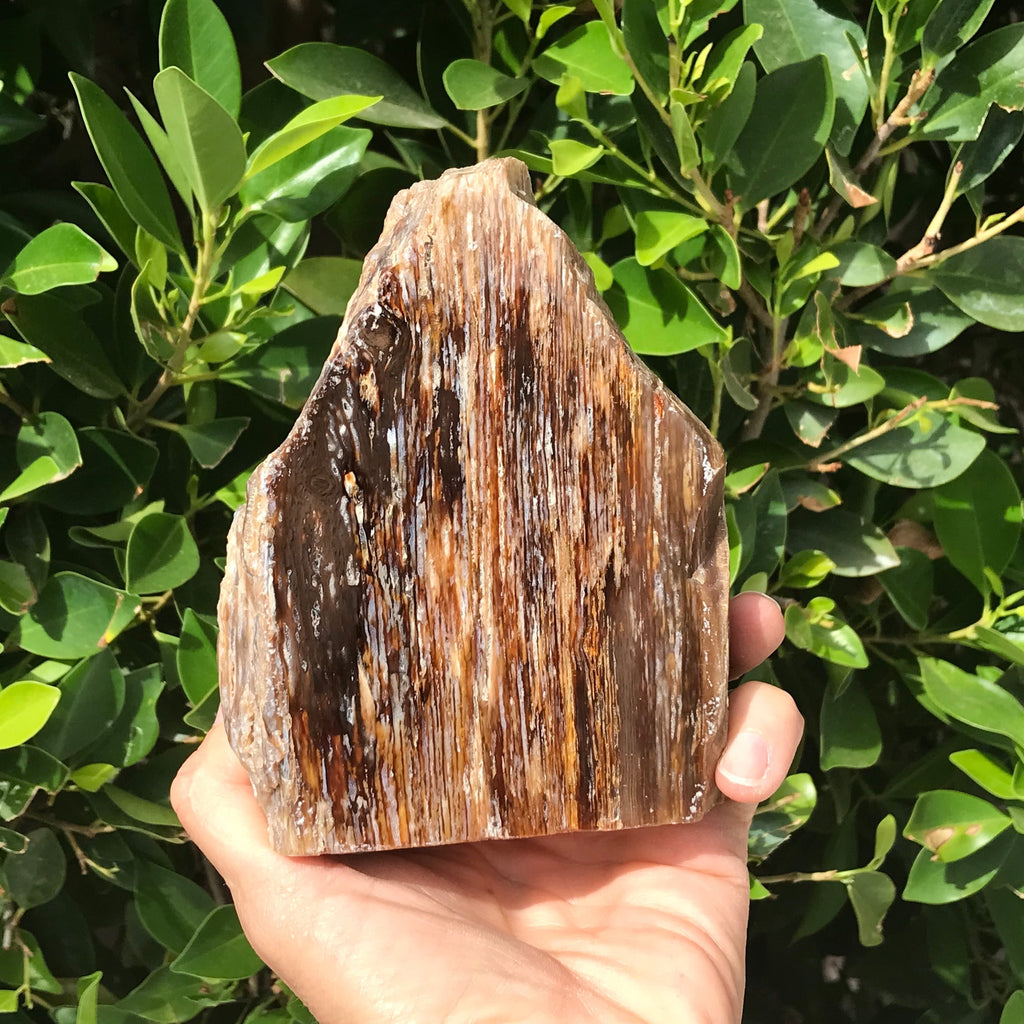 Elko Striated Petrified Wood