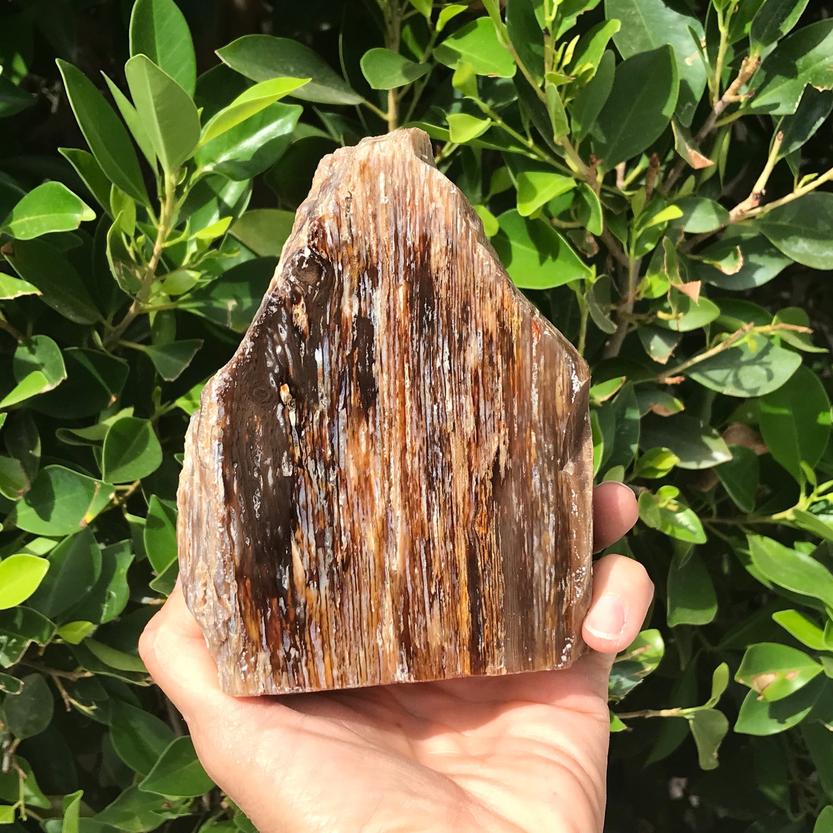 Elko Striated Petrified Wood