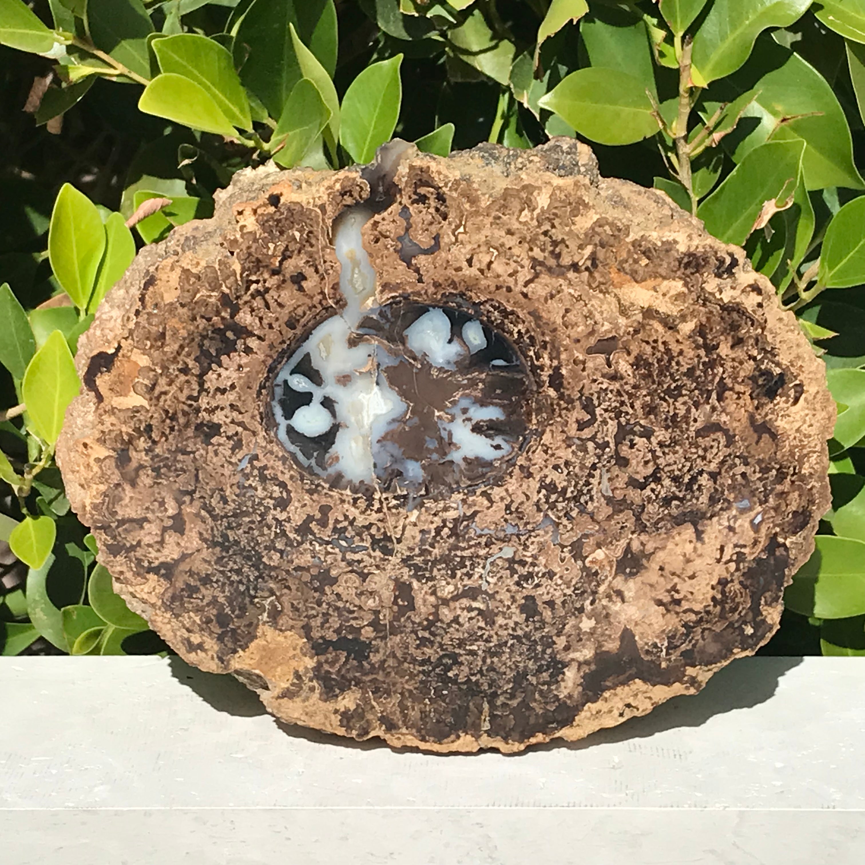 Petrified Blue Forest Limb