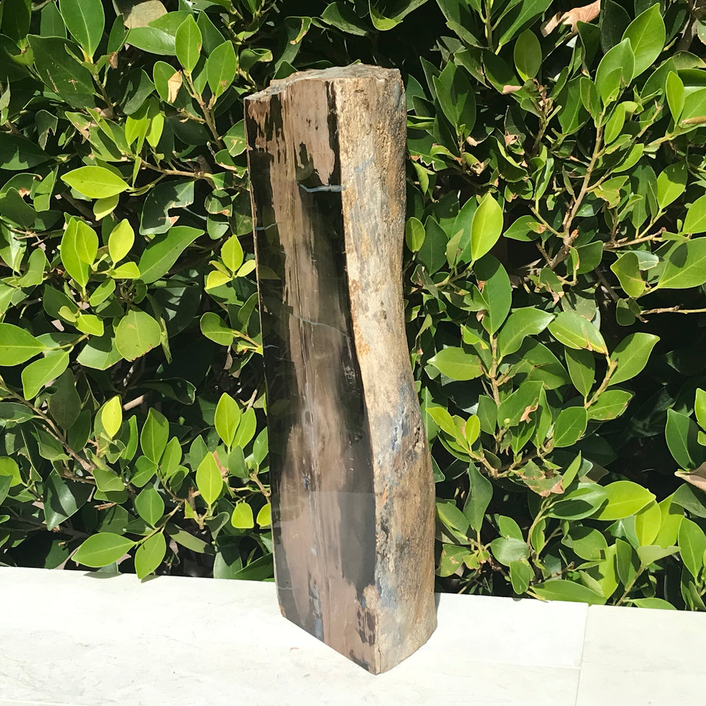 Half Round Blue Forest Petrified Wood Tree Limb