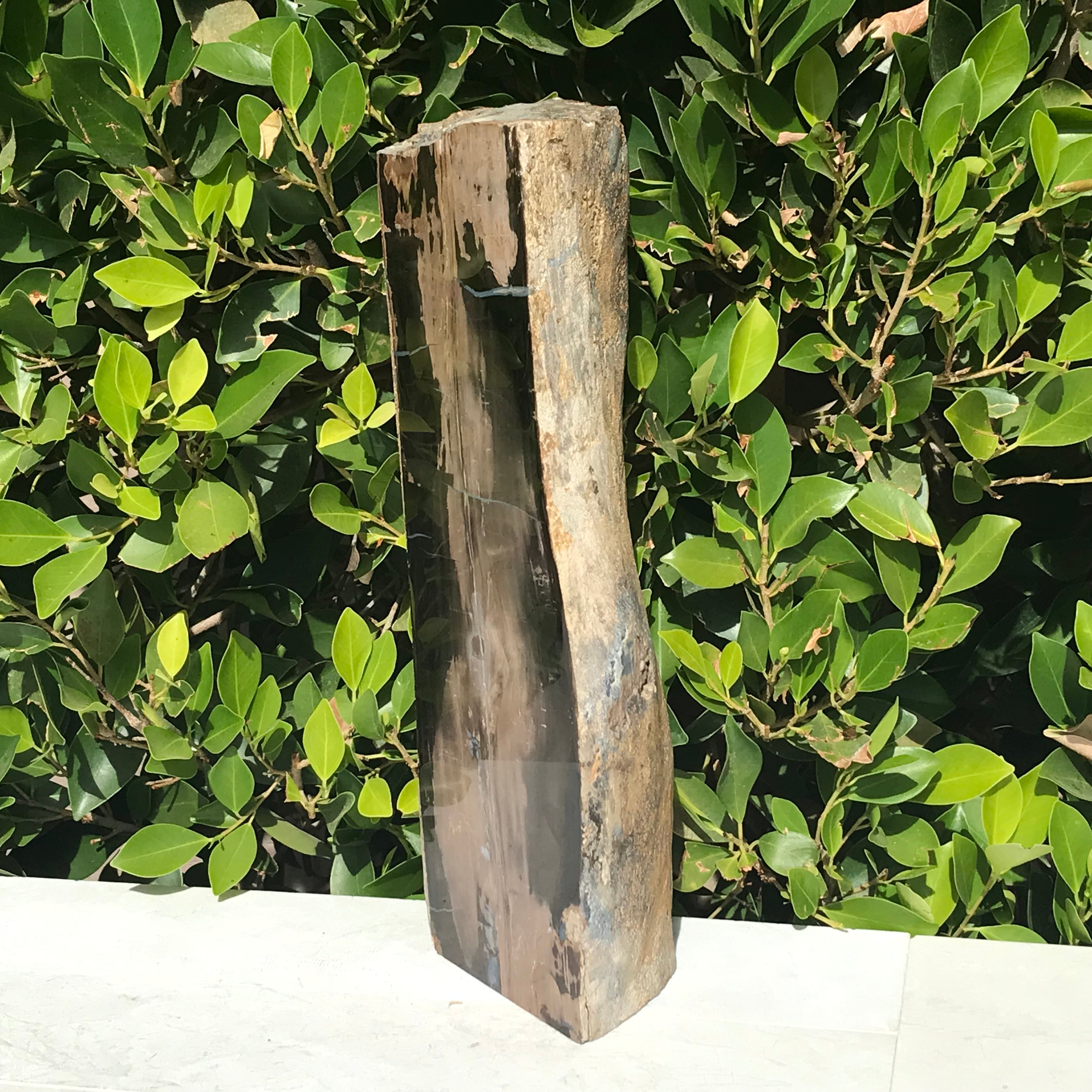 Half Round Blue Forest Petrified Wood Tree Limb