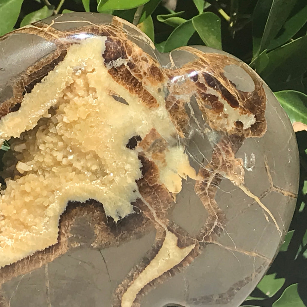 Septarian Buffalo
