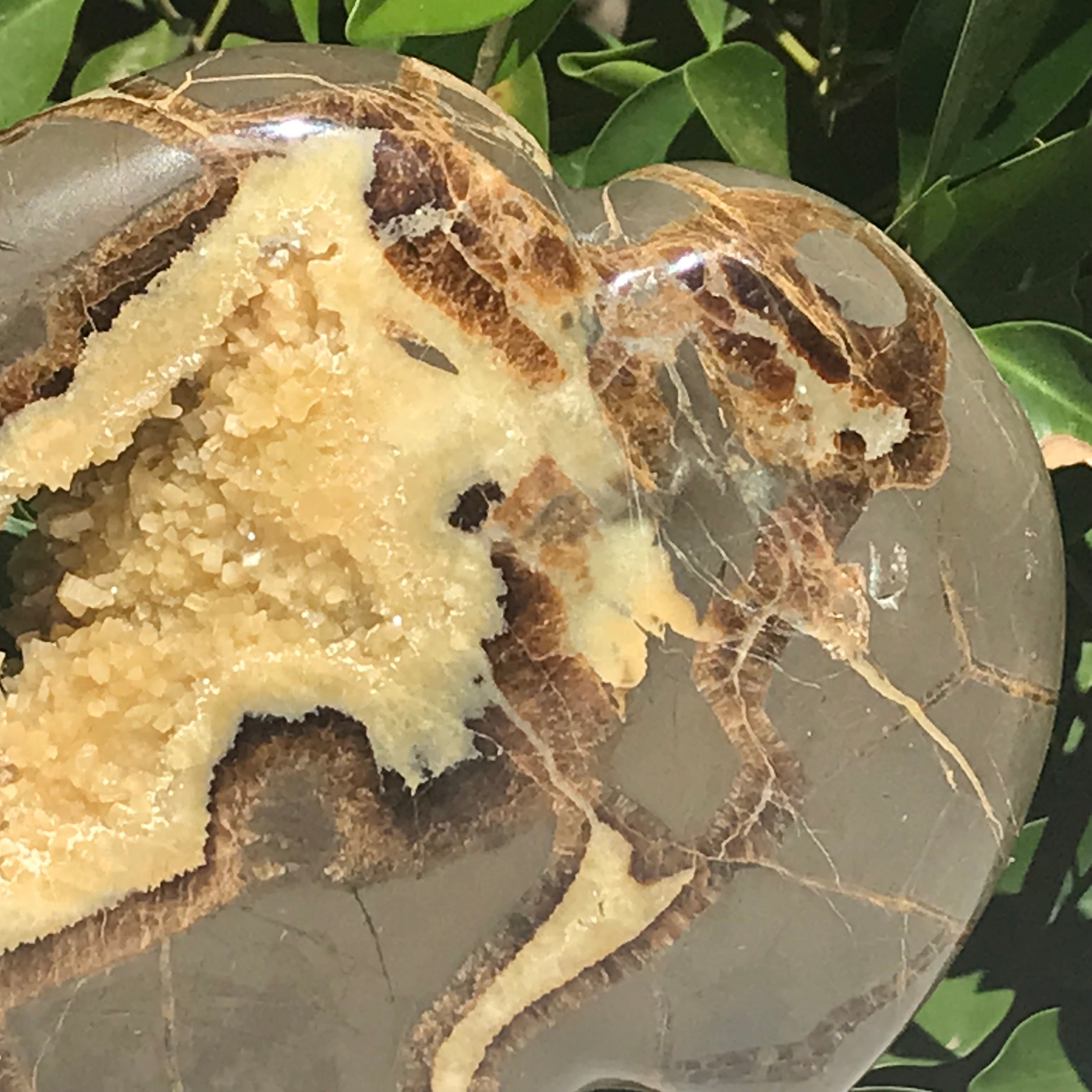 Septarian Buffalo