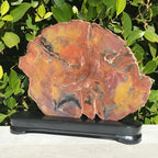 Arizona Rainbow Petrified Wood Slab