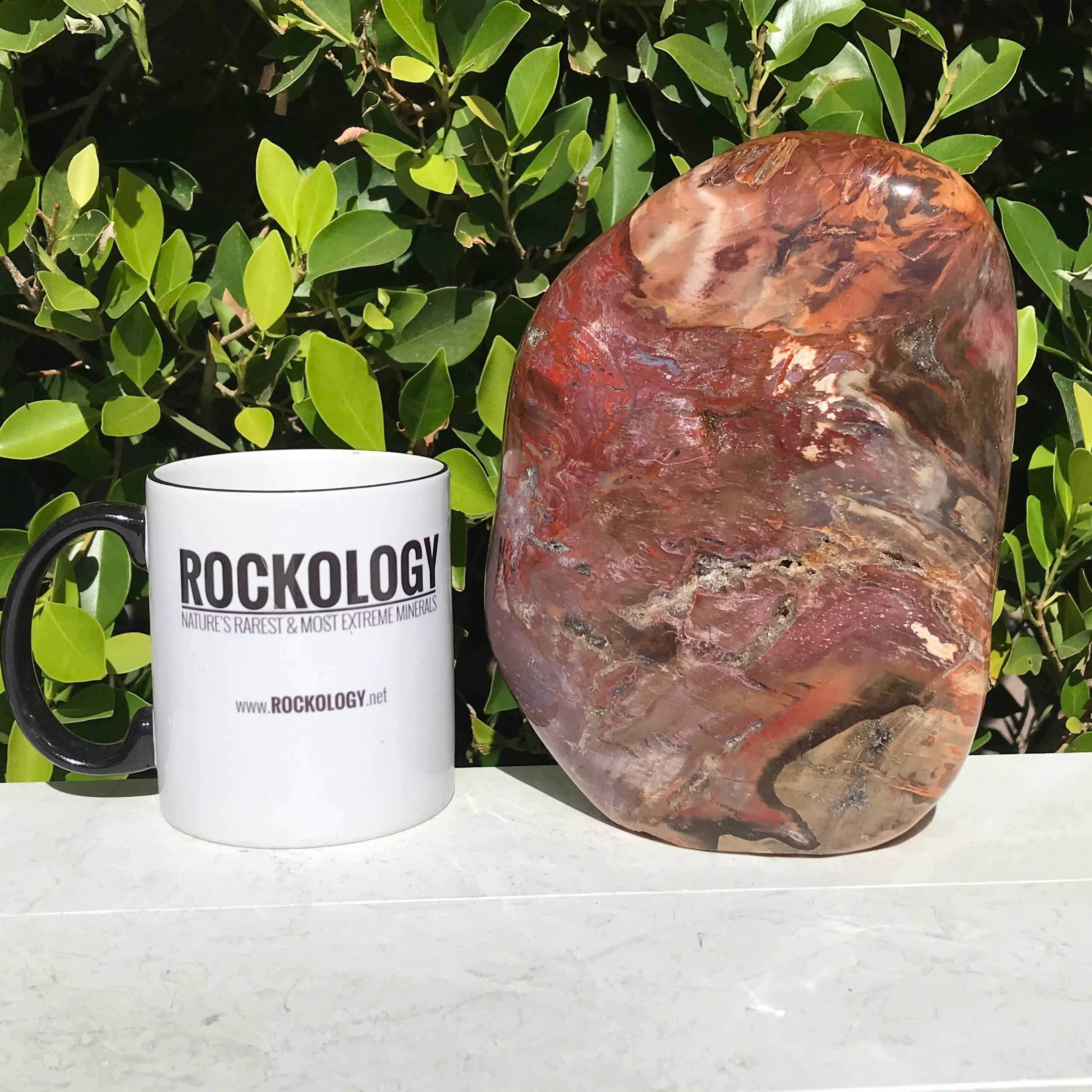 Polished Petrified Wood Nodule