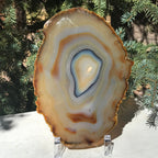 Golden Concentric Bands Agate Slice