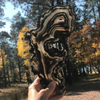 Multitude of Black Banding Agate Slice