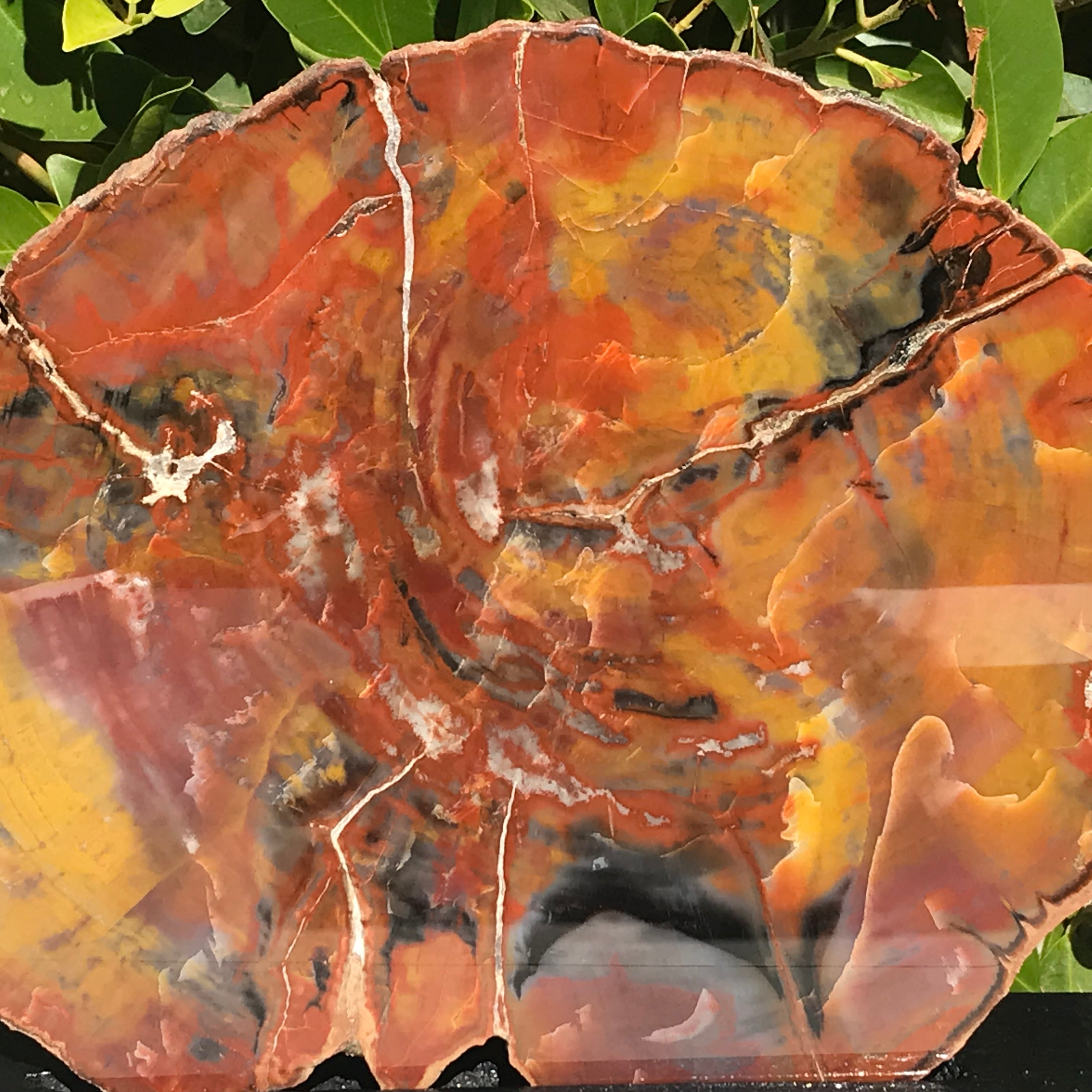 Arizona Rainbow Petrified Wood Slab
