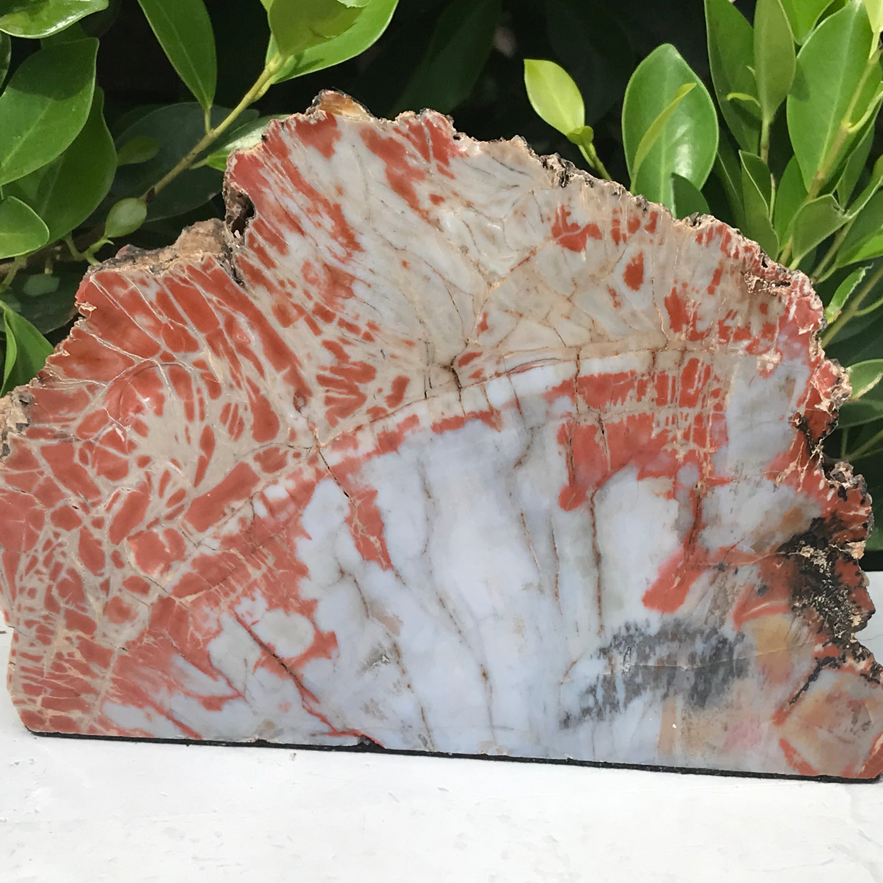 Bark Edged Petrified Wood