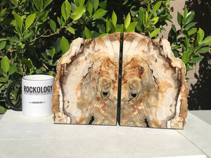 Petrified Maplewood Bookends