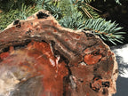 Rainbow Petrified Wood Slab