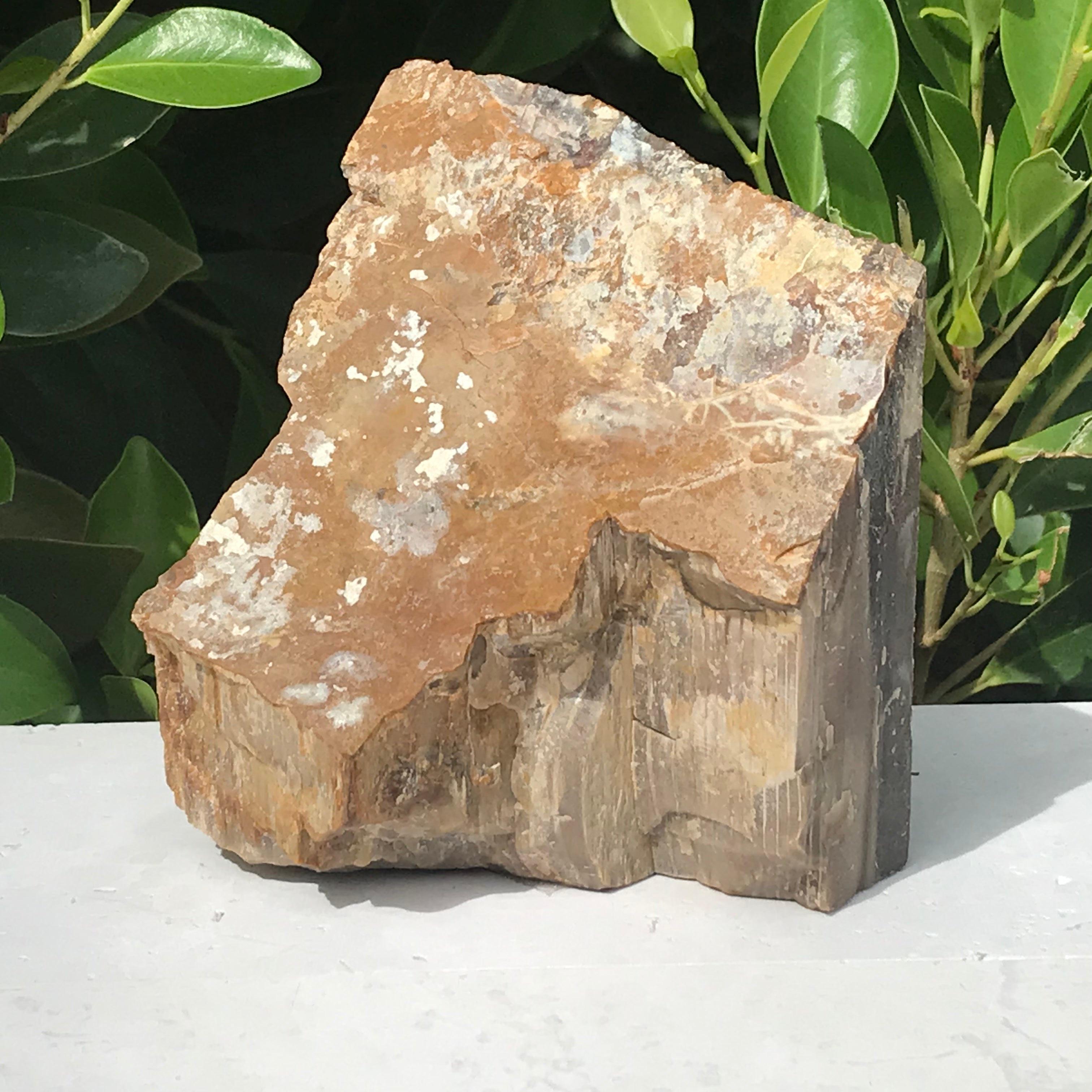 Super Striated Petrified Wood Freeform