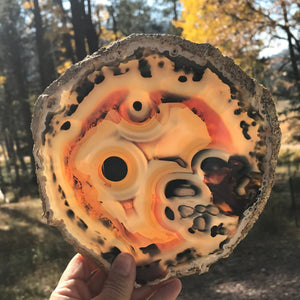 Stunningly Beautiful Agate Slice