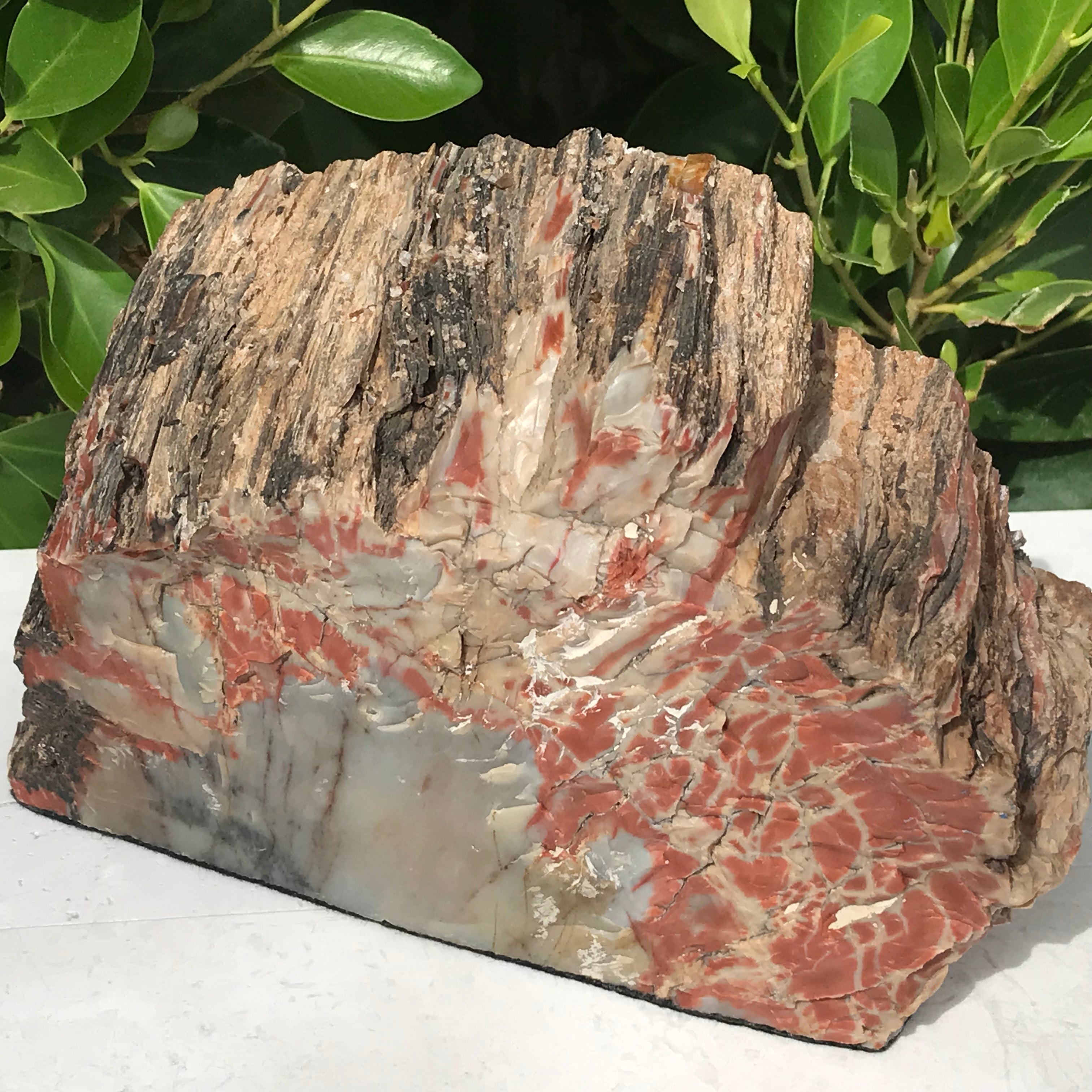 Bark Edged Petrified Wood