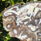 Striking Brazilian Agate Slice