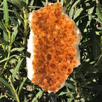 Standing Citrine Freeform