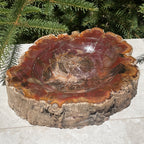 Bark Edged Petrified Wood Bowl