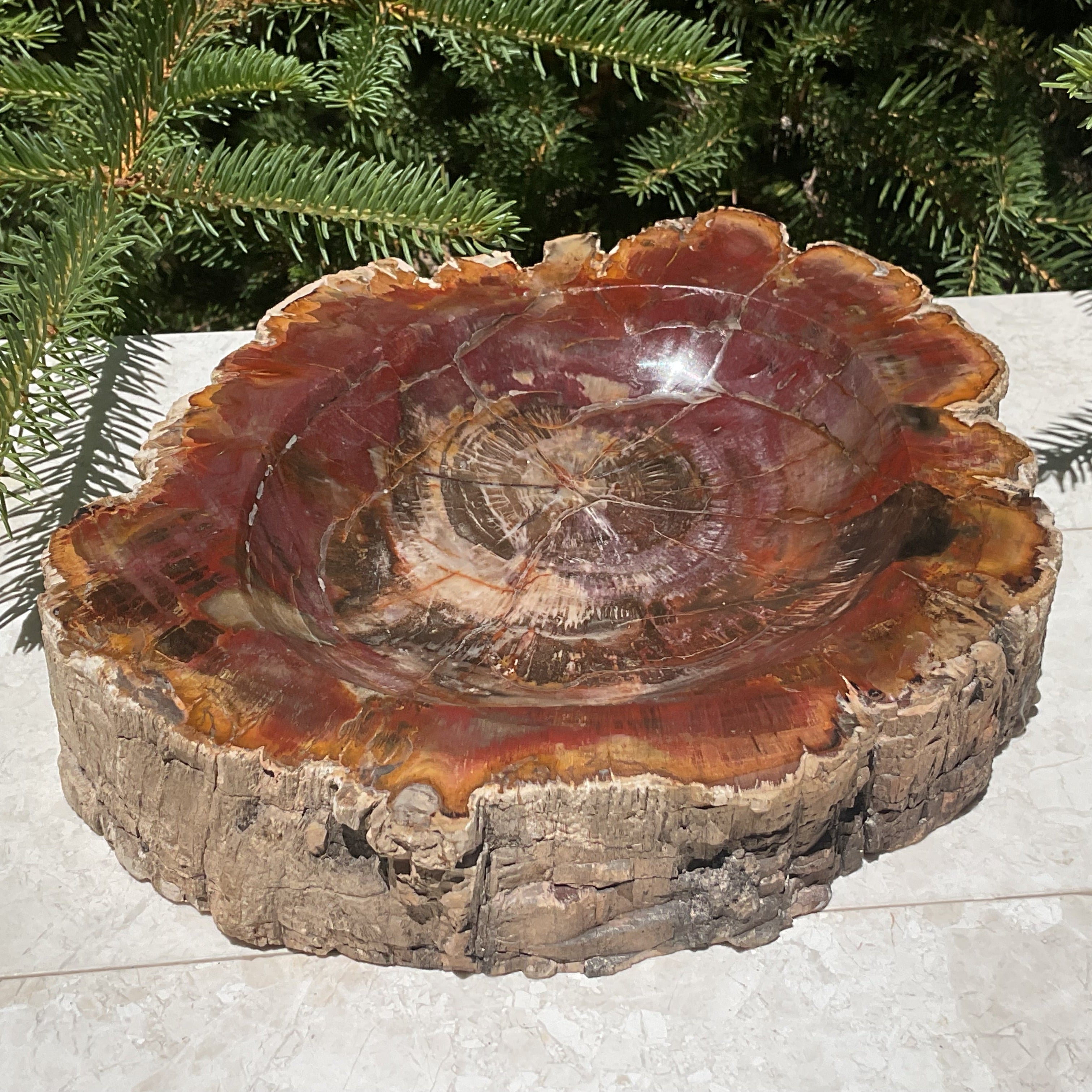 Bark Edged Petrified Wood Bowl