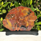 Arizona Rainbow Petrified Wood Slab