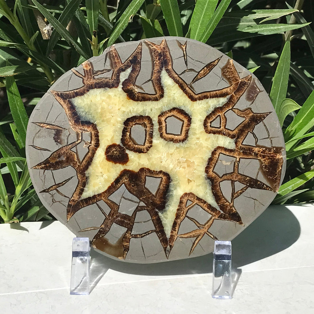 Here's Looking At You Septarian Slab