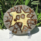 Here's Looking At You Septarian Slab