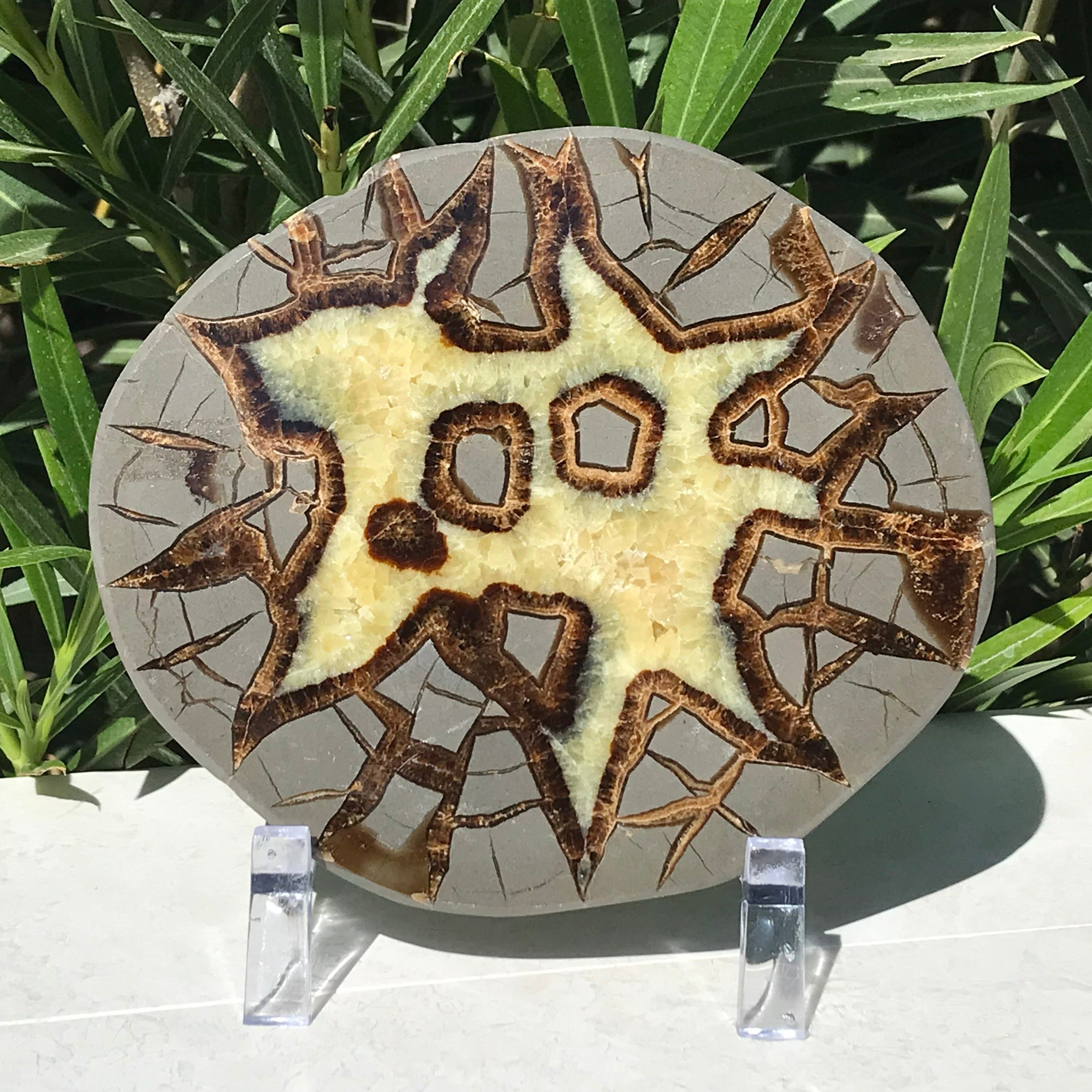 Here's Looking At You Septarian Slab