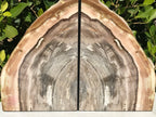 Petrified Elm Wood Bookends