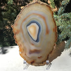 Golden Concentric Bands Agate Slice