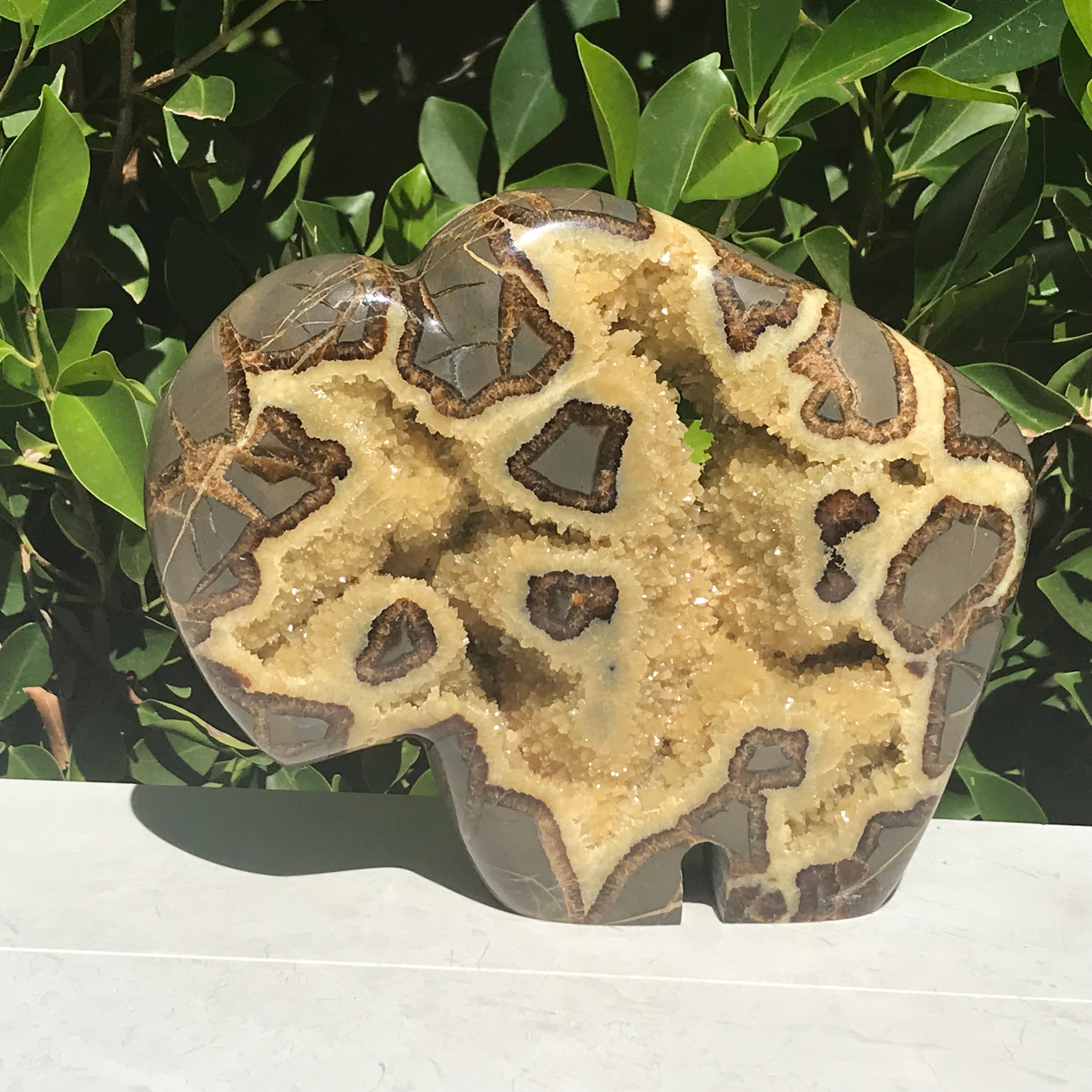 Septarian Buffalo